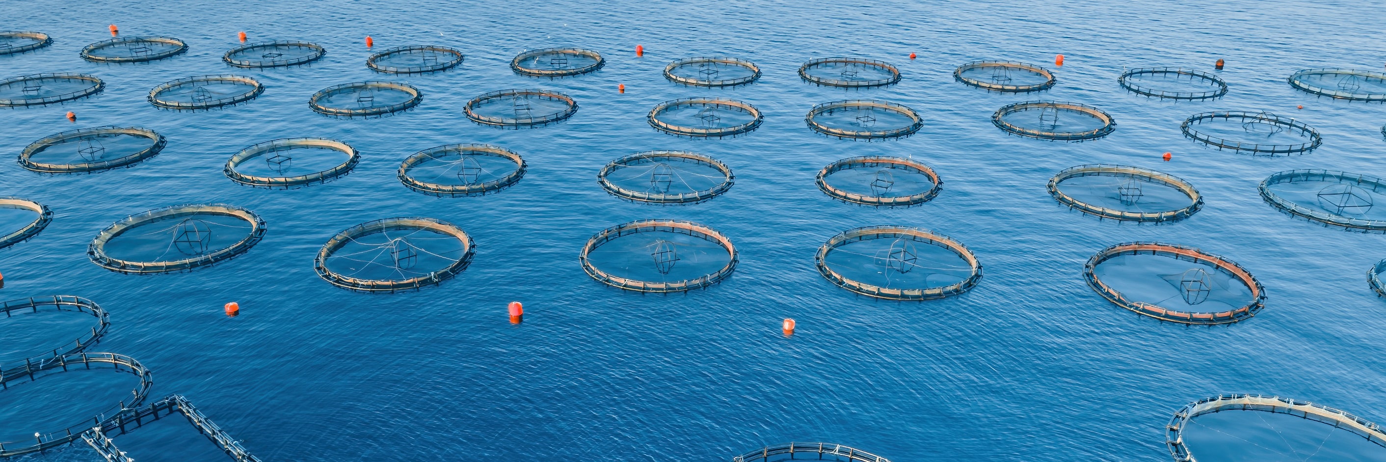 Корма для аквакультуры